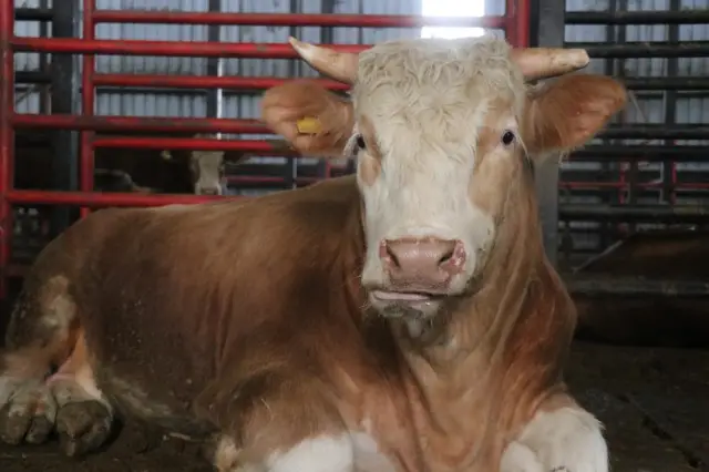 Dev tosunun yan görüntüsü