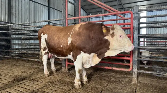 Hayvanın detaylı fotoğrafı