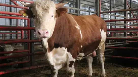 Sakarya’da 1,5 Tonluk Dev Tosun Kurban’a Hazır: Sahibi 2,5 Ton Hedefini Açıklıyor