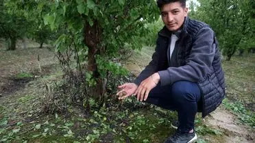 Hatay’da Fındık Büyüklüğündeki Dolu Kayısı Bahçelerini Mahvetti