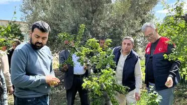 Silifke'de Ani Dolu Erken Hasadı Vurdu, Hasar Tespiti Başladı