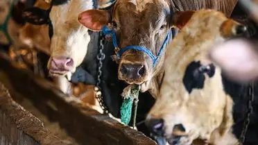 Vekaletle Kurban Kesim Ücretleri Resmi Olarak Belirlendi