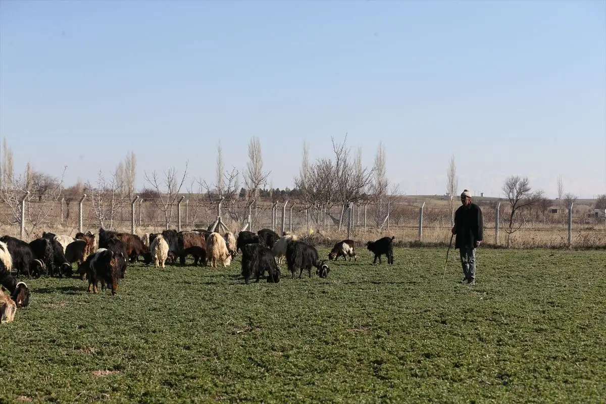 Eski Hükümlünün Çiftlik Hayatı: Devlet Desteğiyle Sürü Sahibi Olması