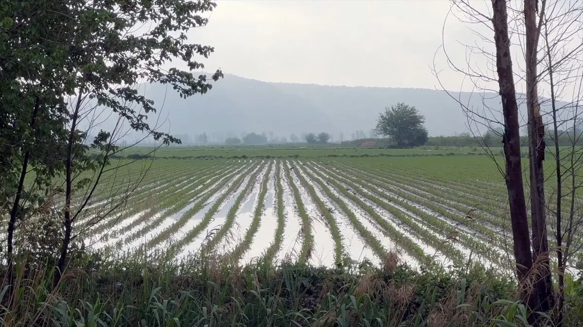 Osmaniye'de Şiddetli Sağanak Tarım Alanlarını Sular Altına Çaktı