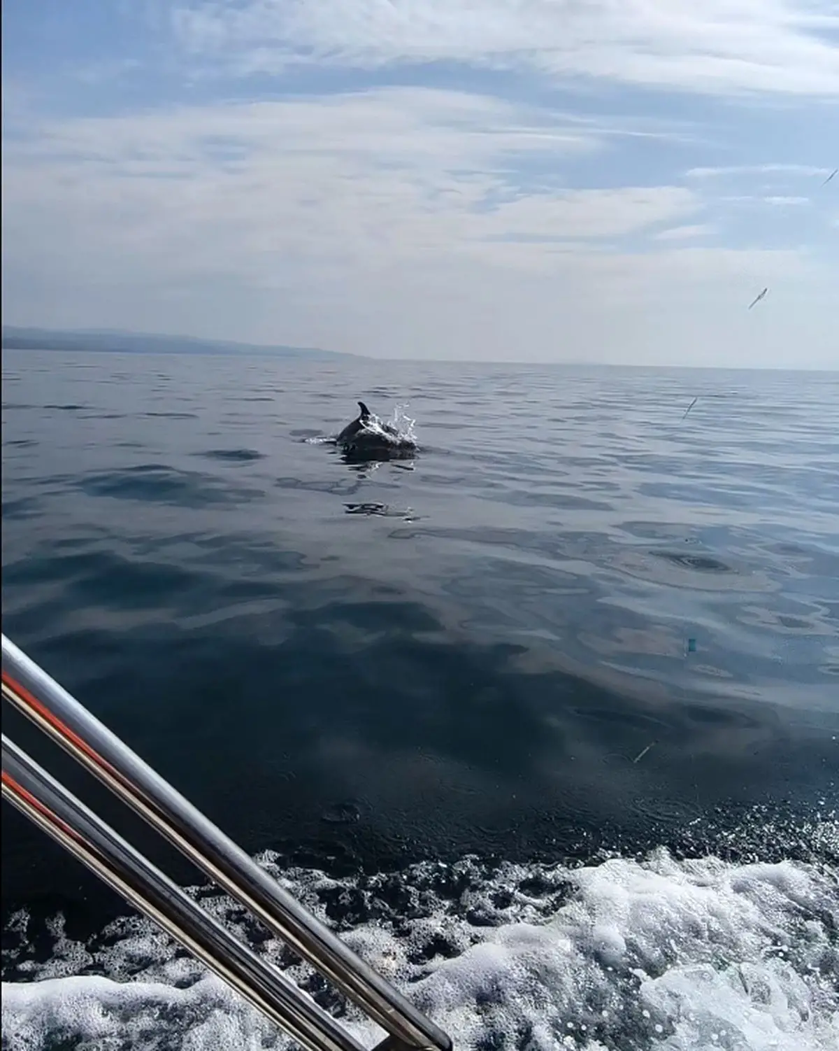 Gökçetepe Sahilinde Tekne Turu Sırasında Yunus Sürüsüyle Buluşma