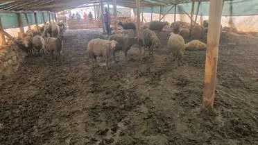 Malatya’da Kurt Saldırısı: 40 Koyun Katliamı, 25’i Yaralı