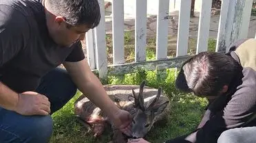 Kaza sonrası yaralı karaca