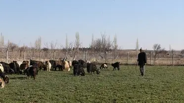 Sürü içinde çalışan Tuncay Eratik