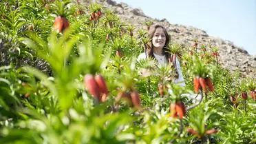 Muş'ta Ters Laleler Şehri: "Ağlayan Gelin" Efsanesi Yeniden Canlandı