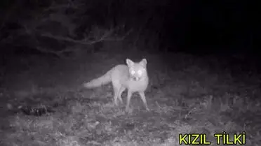 Edirne’de Doğal Yaşamı İzlemek İçin Fotokapan Kullanımı Artıyor