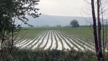 Su altında kalan tarım tarlaları