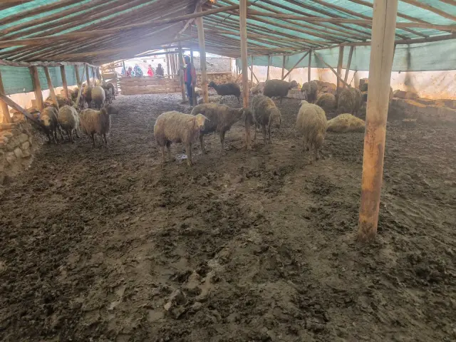 Saldırının ardından kalan hayvanlar