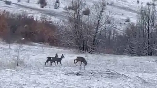Refahiye'de Kızılgeyik Sürüsü Doğada Görüntülendi: Berfin Karataş'ın Kamerasıyla