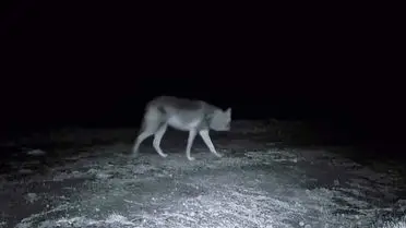 Ganos Dağı'nda Fotokapanla Yakalanan Karaca, Kurt ve Porsuk Görüntüleri