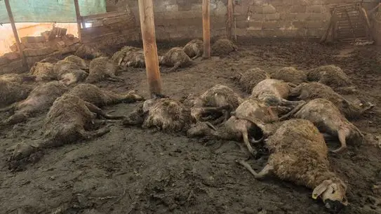 Arguvan’da Kurt Saldırısı: 40 Koyun Öldü, 25 Yaralandı