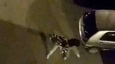 Bursa’da sokak ortasında şiddetli kavga, boks ringi gibi sahneye dönüştü
