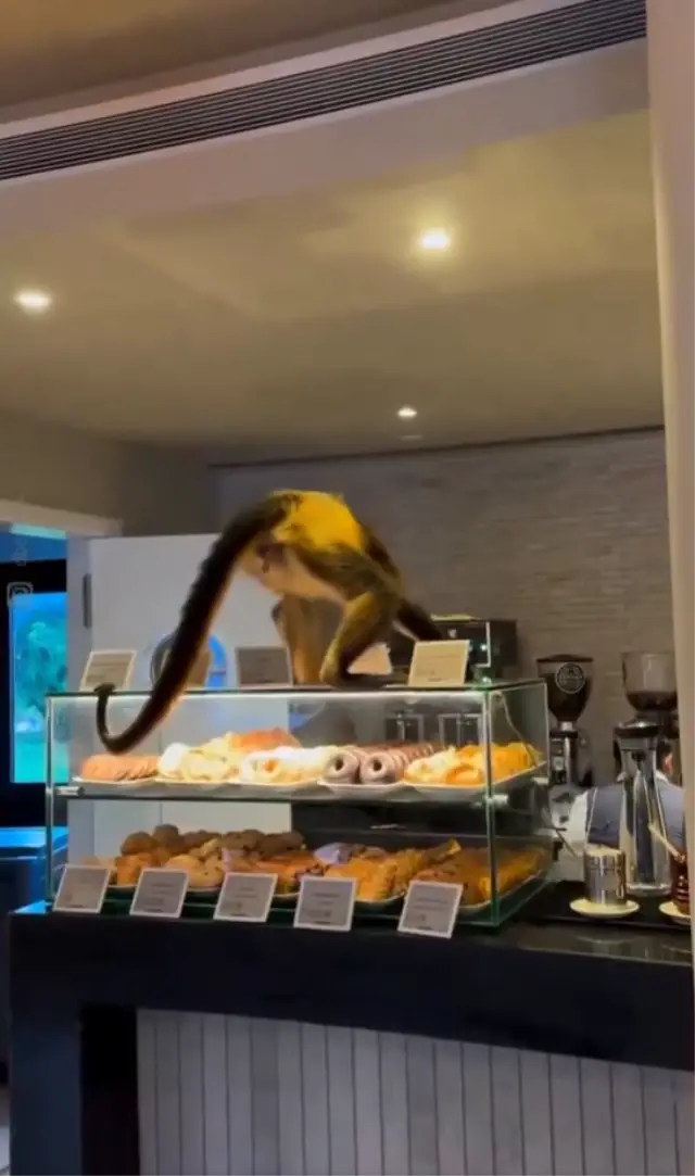 Maymunun pastane içindeki anı