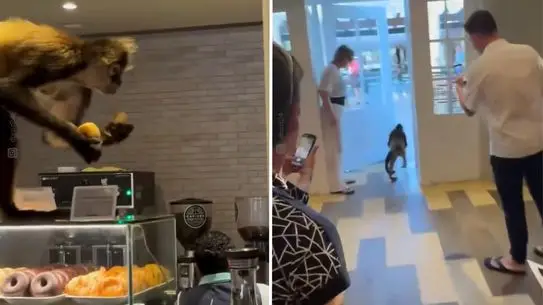 Meksika'da Şaşırtıcı Tatlı Hırsızlık: Örümcek Maymunu Pastaneyi Soydu