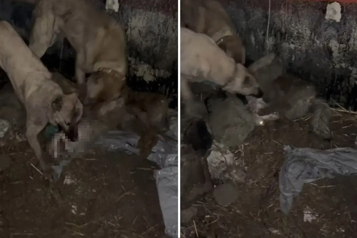 Van’da Kangal Köpekleri, Ahıra Girmeye Çalışan Kurt’u Yakaladı