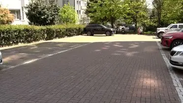 Beylikdüzü'nde Sokak Köpekleri Vatandaşı Takip Etti
