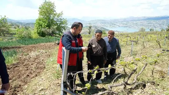 Kahramanmaraş’taki Kabarcık Üzümü Bağları Feromon Tuzaklarıyla Korunuyor