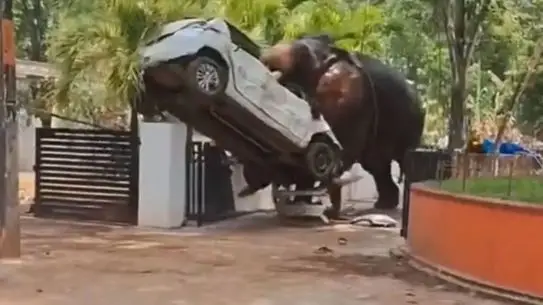 Kerala Tapınaklarında Kontrolden Çıkan Fil, Sürücüsünün Cesedini İki Saat Korudu