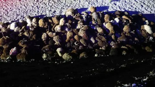 Iğdır’da Ani Arı Saldırısı: 400 Koyun Öldü, 5 Yaralı