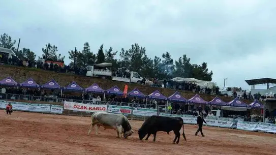 İzmir Kemalpaşa’da 20 Bin Katılımcıyla 3. Boğa Güreşleri Festivali Coşkusu