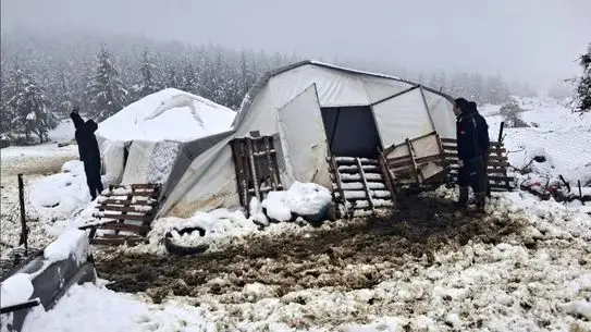 Tavas'ta Kar Yükü Altında Çöken Çadırda Kalan 5 Küçükbaş Hayvan Hayatta Kaldı