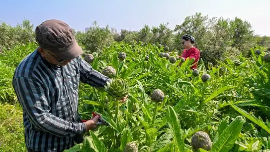 Mersin'de Enginar Yetiştiriciliği: Silifke'de İlk Hasat Şekillendi