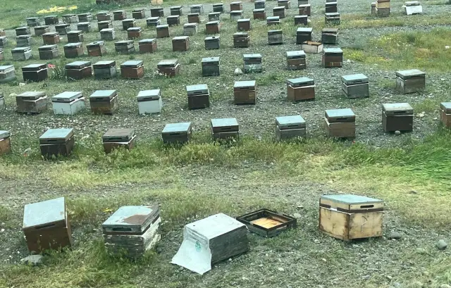Arı saldırısı sonrası telef olan koyunlar