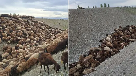 İğdır’da Bin Koyun Arı Saldırısına Maruz Kaldı, Çobanlar Hastaneye Kayıt Oldu