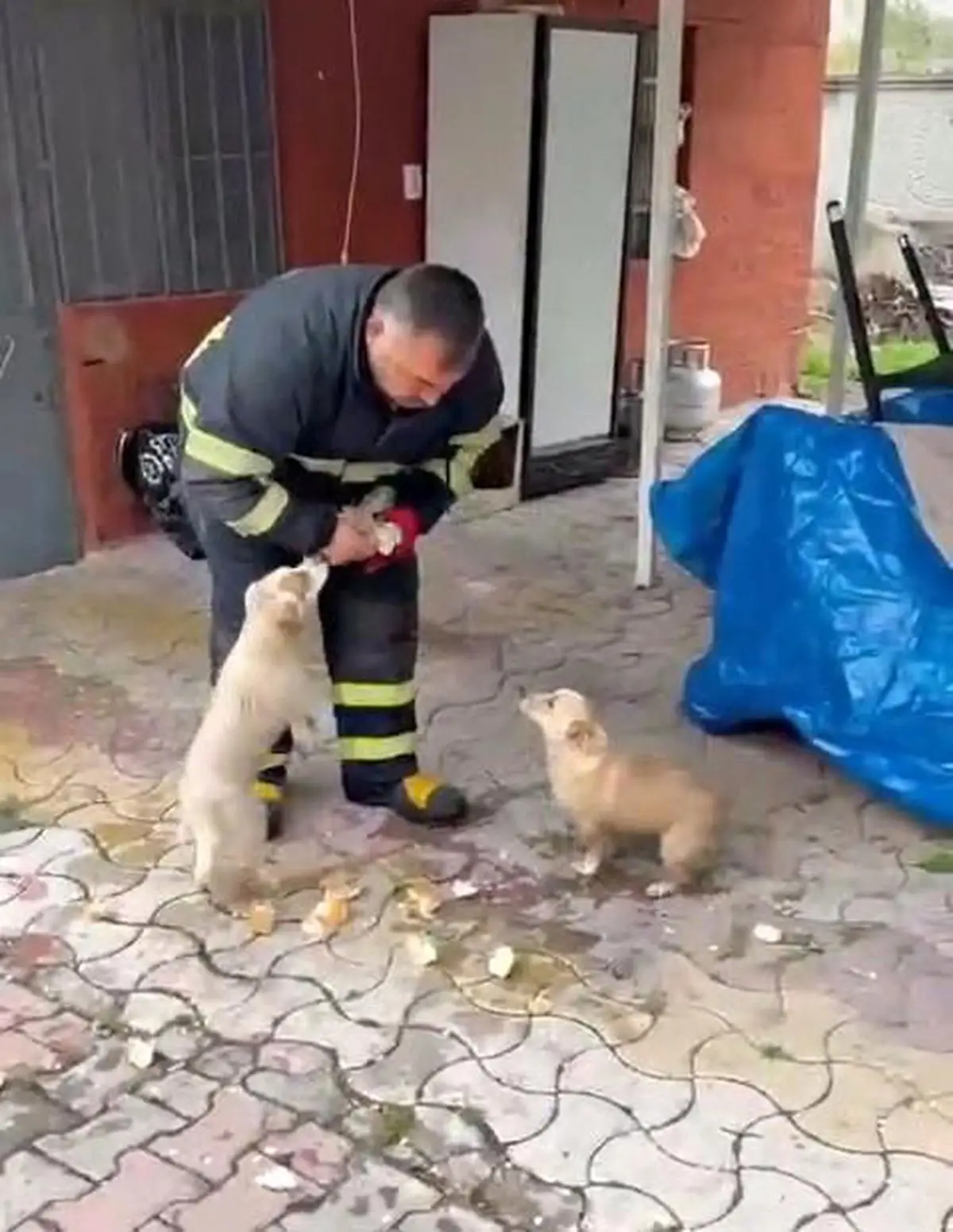 Niğde Koyunlu Barajı'nda Taşkın Sularında Kalan 2 Yavru Köpek İtfaiye Ekipleri Tarafından Kurtarıldı