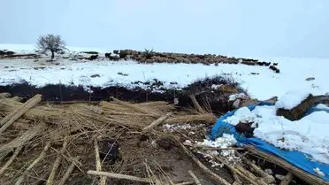 Afyonkarahisar’da Kar Ağırlığı Ağılı Yıktı: 6 Koyun Telef Oldu, 194 Kurtarıldı