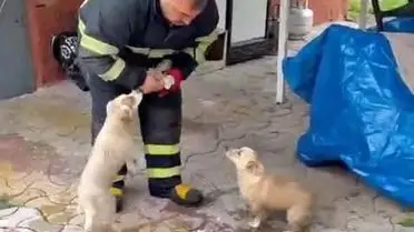 Niğde Koyunlu Barajı'nda Taşkın Sularında Kalan 2 Yavru Köpek İtfaiye Ekipleri Tarafından Kurtarıldı