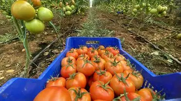Antalya’da Domates ve Sebze Fiyatları Nisan’da Rekor Seviyelere Ulaştı