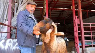 Kahramanmaraş’taki kurbanlık et tezgahı