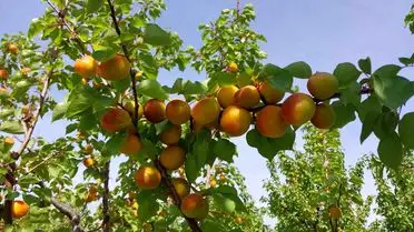 Mersin Mut’ta Kayısı Hasadı: 300 Bin Ton Üretim ve 100 Bin Ton İhracat Hedefi