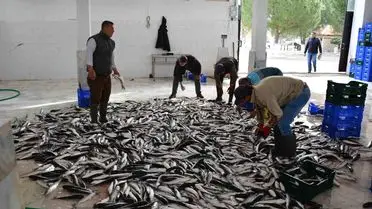 Muğla, Ege Bölgesi'nde Dördüncü En Çok İhracat Yapan İl Oldu