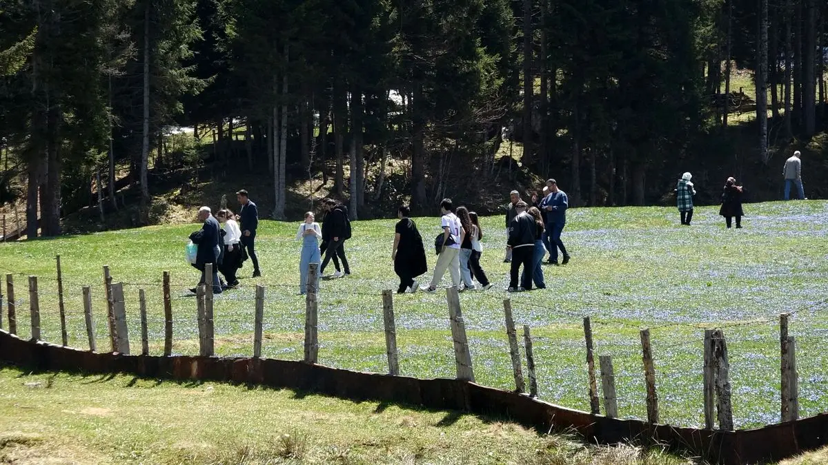 Kadıralak Yaylası'nda Mavi Yıldız Çiçekleriyle Büyüleyici Manzara