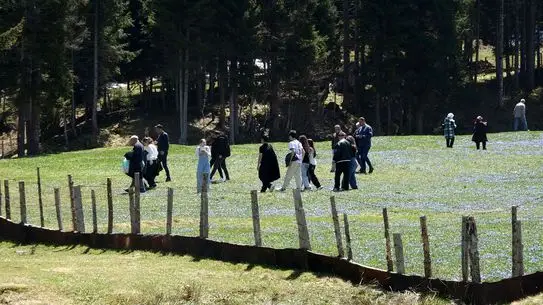 Kadiralak Yaylası'nda mavi yıldız çiçekleri manzarası