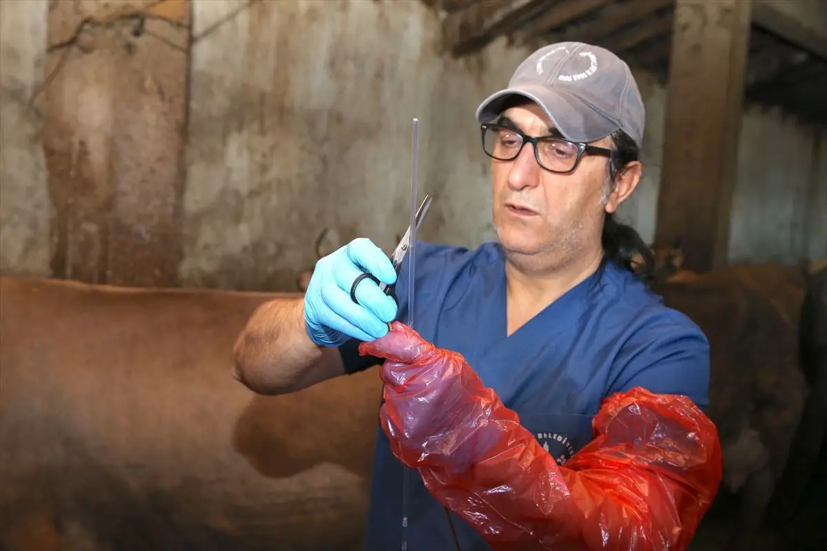 Aziziye Belediyesi Hayvan Çiftçilerine Suni Tohumlama ve Veterinerlik Desteği Sunuyor