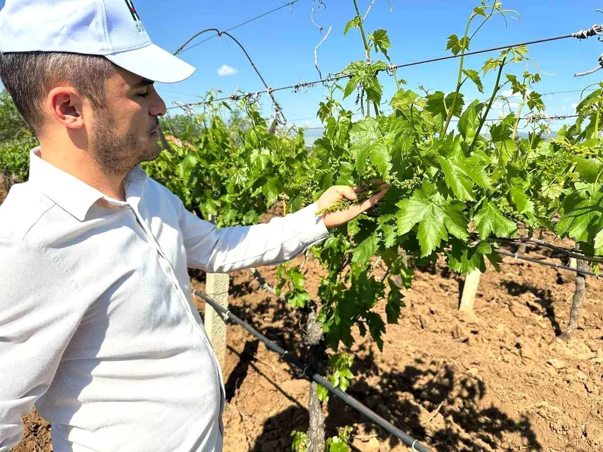 Sarıgöl bağları ve 3K projesi