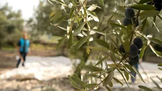 Akhisar’da Zeytin Yetiştiriciliği Çalıştayı: Geleneksel Teknikler ve Gelecek Vizyonu
