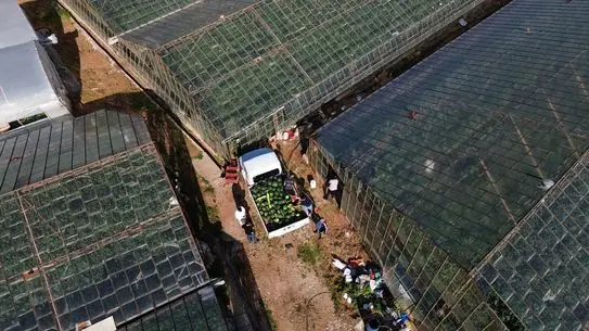 Antalya’nın Aksu İlçesinde Seralarda İlk Karpuzlar Hasat Edildi