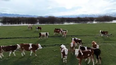 Ardahan’da Baharın Getirdiği Nefes: Çobanlar Meralara Çıktı