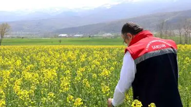 Samsun’da Tarım Destekleri Başladı: Ayçiçeği ve Kuru Fasulye Tohumları Üreticilere Ulaştırıldı