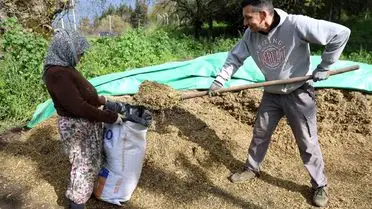 Aydın’da Yağışların Getirdiği Hayvancılık Rüzgarı