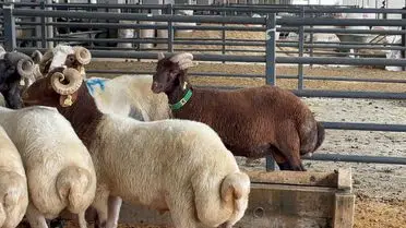 Bursa’da 5 Boynuzlu Kuzu 30 Bin Liraya Satıldı: Tarımda Yeni Rekor