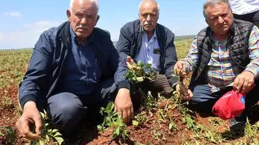 Hatay’da Şiddetli Dolu Tarım Alanlarını Felç Etti